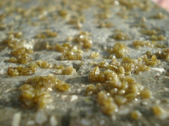 Clams Seed Produced In The Hatchery